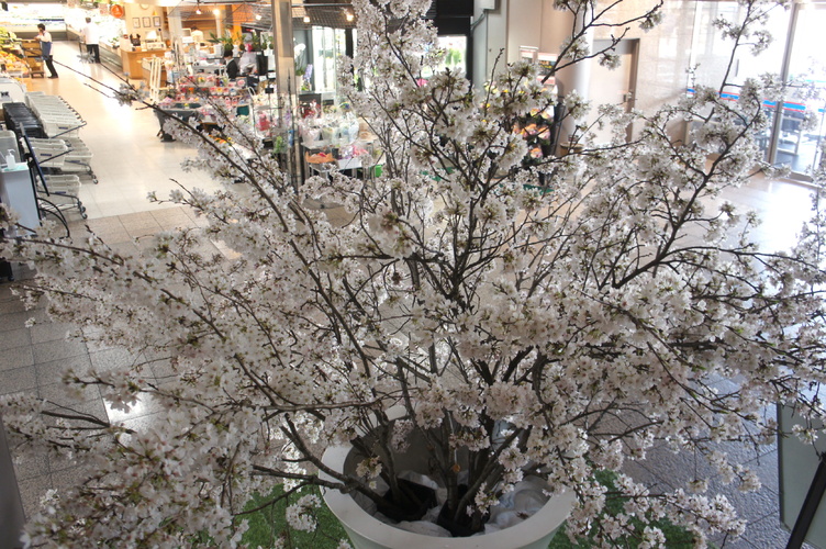 絶対見にきて!!【2023春】今年も宇都宮店に桜が咲きました!