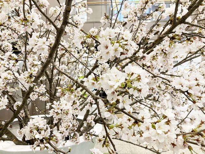 絶対見にきて！！【2023春】今年も宇都宮店に桜が咲きました！