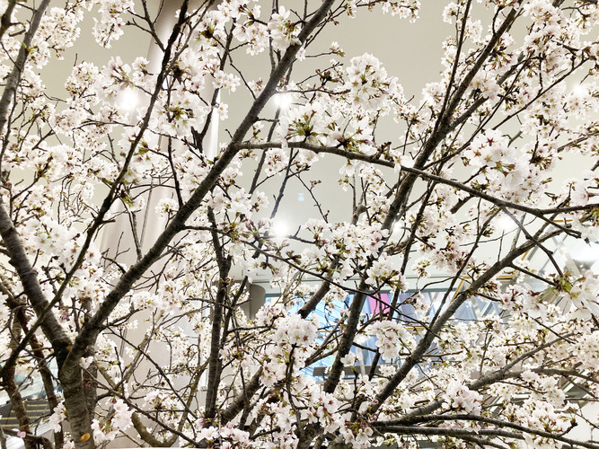 絶対見にきて！！【2023春】今年も宇都宮店に桜が咲きました！