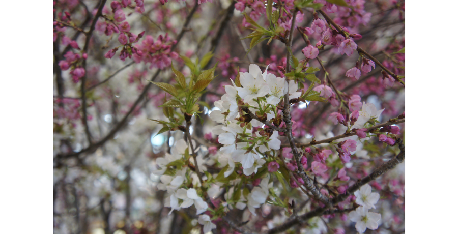 【激シブ速報】FKD宇都宮店に桜が咲きましたー!