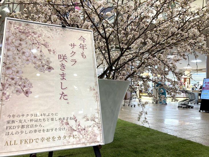 絶対見にきて！！【2023春】今年も宇都宮店に桜が咲きました！