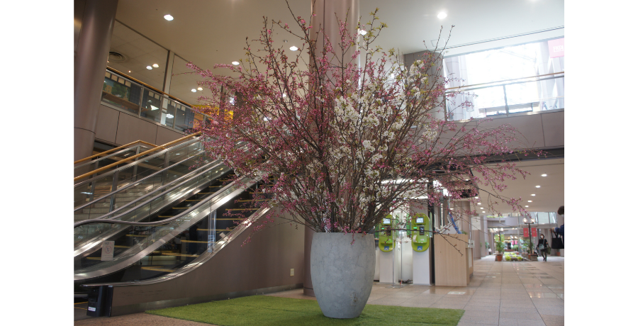 【激シブ速報】FKD宇都宮店に桜が咲きましたー！