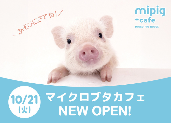 北関東初出店!! mipig cafè（マイピッグカフェ）オープン