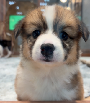 犬猫好き必見！８月ニューオープンのCoo＆RIKUってどんなところ？