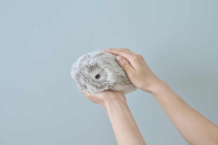 CASIO「Moflin」体験会